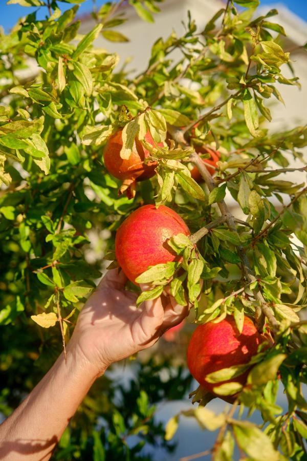 الشقق الفندقية بترافي  Little Bird Lesvos المظهر الخارجي الصورة